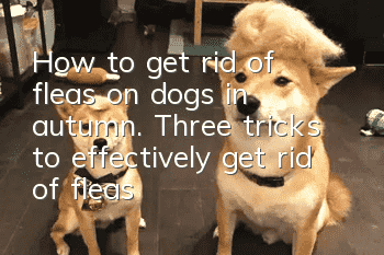 How to get rid of fleas on dogs in autumn. Three tricks to effectively get rid of fleas!
