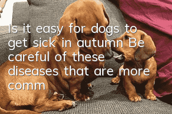 Is it easy for dogs to get sick in autumn? Be careful of these diseases that are more common in autumn