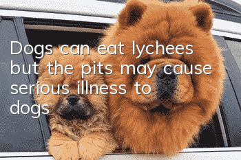 Dogs can eat lychees, but the pits may cause serious illness to dogs!