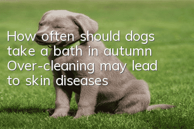 How often should dogs take a bath in autumn? Over-cleaning may lead to skin diseases!