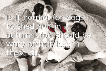 Is it normal for dogs to shed hair in autumn? You should be wary of hair loss in these situations