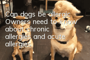 Can dogs be allergic? Owners need to know about chronic allergies and acute allergies!