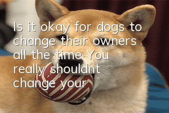 Is it okay for dogs to change their owners all the time? You really shouldn’t change your dogs’ owners casually!