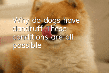 Why do dogs have dandruff? These conditions are all possible!