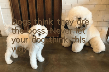 Dogs think they are the boss. Never let your dog think this way!
