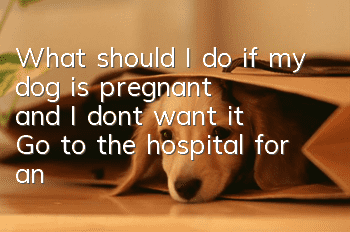 What should I do if my dog is pregnant and I don’t want it? Go to the hospital for an injection!