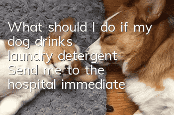 What should I do if my dog drinks laundry detergent? Send me to the hospital immediately.