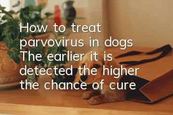 How to treat parvovirus in dogs? The earlier it is detected, the higher the chance of cure!