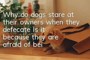 Why do dogs stare at their owners when they defecate? Is it because they are afraid of being abandoned?