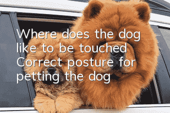 Where does the dog like to be touched? Correct posture for petting the dog