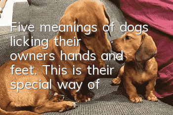 Five meanings of dogs licking their owners’ hands and feet. This is their special way of expression.