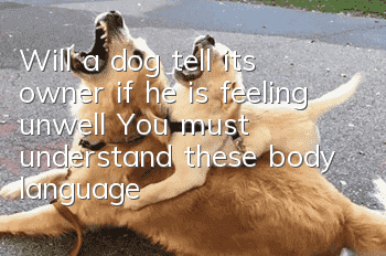 Will a dog tell its owner if he is feeling unwell? You must understand these body languages!