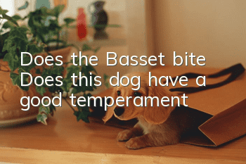 Does the Basset bite? Does this dog have a good temperament?