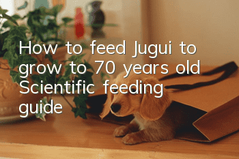 How to feed Jugui to grow to 70 years old? Scientific feeding guide