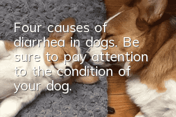 Four causes of diarrhea in dogs. Be sure to pay attention to the condition of your dog.
