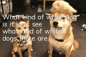 What kind of white dog is it? Let’s see what kind of white dogs there are.