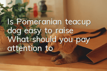 Is Pomeranian teacup dog easy to raise? What should you pay attention to?