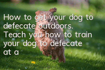 How to get your dog to defecate outdoors. Teach you how to train your dog to defecate at a designated location.