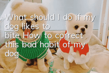 What should I do if my dog likes to bite? How to correct this bad habit of my dog?