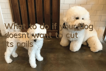 What to do if your dog doesn’t want to cut its nails
