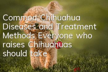 Common Chihuahua Diseases and Treatment Methods Everyone who raises Chihuahuas should take a look!