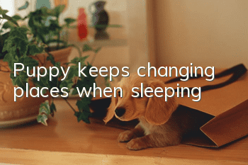Puppy keeps changing places when sleeping