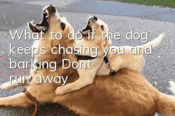 What to do if the dog keeps chasing you and barking? Don't run away!