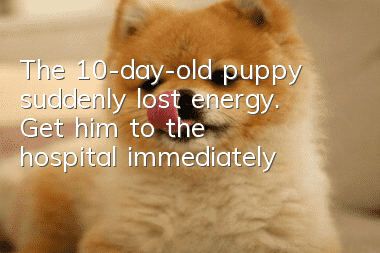 The 10-day-old puppy suddenly lost energy. Get him to the hospital immediately!