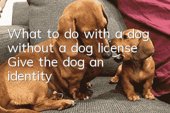 What to do with a dog without a dog license? Give the dog an identity!