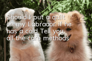 Should I put a quilt on my Labrador if he has a cold? Tell you all the care methods!