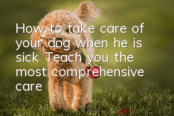 How to take care of your dog when he is sick? Teach you the most comprehensive care!