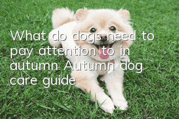 What do dogs need to pay attention to in autumn? Autumn dog care guide
