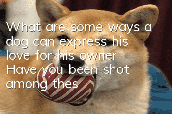 What are some ways a dog can express his love for his owner? Have you been shot among these ten?