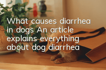 What causes diarrhea in dogs? An article explains everything about dog diarrhea!