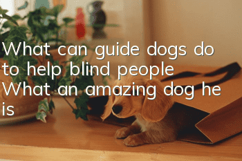 What can guide dogs do to help blind people? What an amazing dog he is!