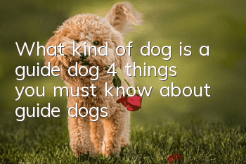 What kind of dog is a guide dog? 4 things you must know about guide dogs