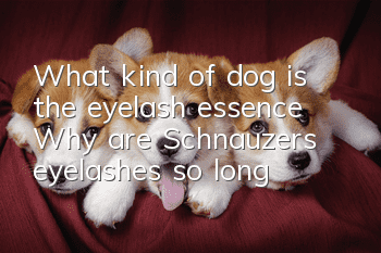 What kind of dog is the eyelash essence? Why are Schnauzer’s eyelashes so long!