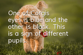 One of Corgi's eyes is blue and the other is black. This is a sign of different pupils.