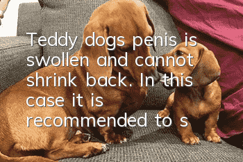Teddy dog’s penis is swollen and cannot shrink back. In this case, it is recommended to seek medical treatment in time.