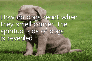 How do dogs react when they smell cancer? The spiritual side of dogs is revealed