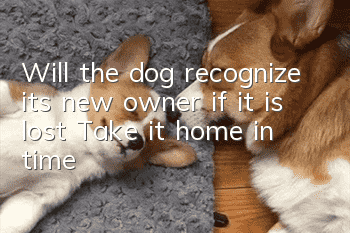 Will the dog recognize its new owner if it is lost? Take it home in time