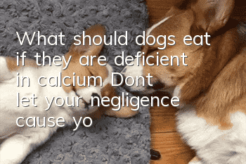 What should dogs eat if they are deficient in calcium? Don’t let your negligence cause your dog to become loose!