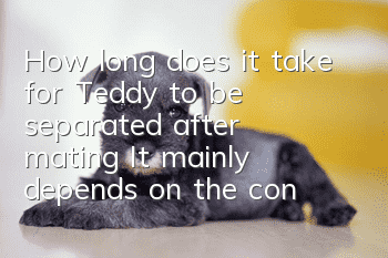 How long does it take for Teddy to be separated after mating? It mainly depends on the condition of the dog!