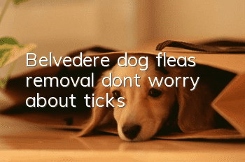 Belvedere dog fleas removal, don’t worry about ticks!
