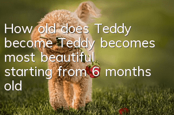 How old does Teddy become? Teddy becomes most beautiful starting from 6 months old
