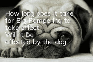 How long does it take for Big Pampering to take effect? Will it be affected by the dog’s physical condition?