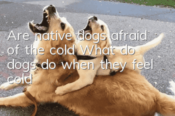 Are native dogs afraid of the cold? What do dogs do when they feel cold?