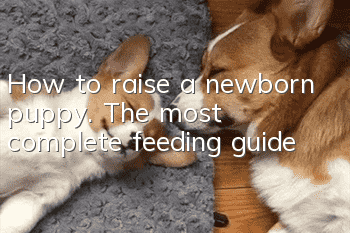 How to raise a newborn puppy. The most complete feeding guide