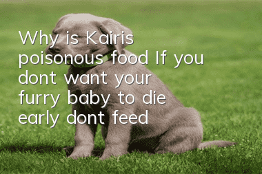 Why is Kairis poisonous food? If you don’t want your furry baby to die early, don’t feed it randomly!