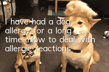 I have had a dog allergy for a long time. How to deal with allergic reactions?